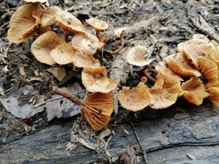 Galerina velutipes