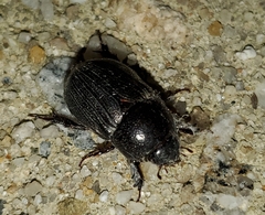 Euetheola