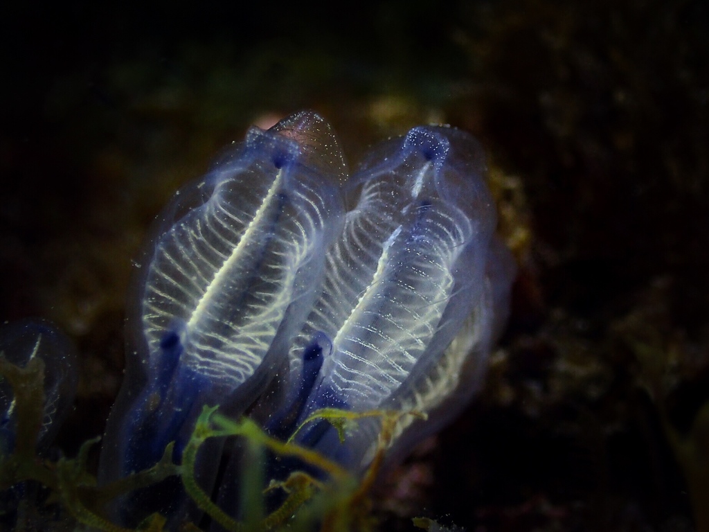 Photo of Purple clavelina (Clavelina dellavallei)