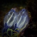 Bluestriped Light Bulb Tunicate - Photo (c) Stefan, some rights reserved (CC BY-NC), uploaded by Stefan