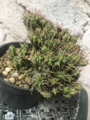 Euphorbia horrida