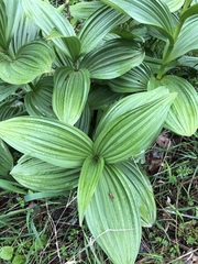Veratrum californicum