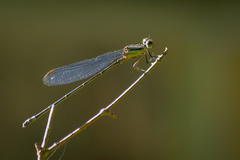 Enallagma vesperum