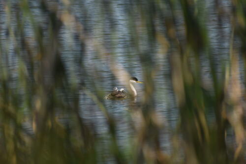 iNaturalist observation photo of Western Grebe