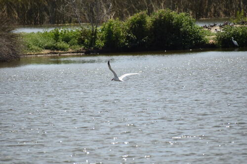 iNaturalist observation photo of Caspian Tern