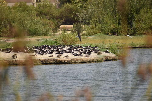 iNaturalist observation photo of Black Skimmer