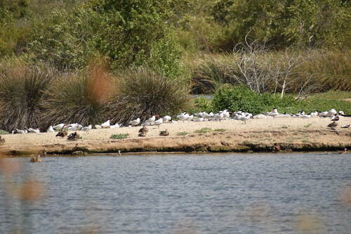 iNaturalist observation photo of Caspian Tern