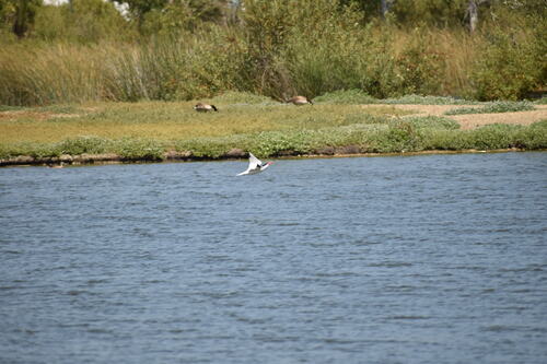 iNaturalist observation photo of Caspian Tern