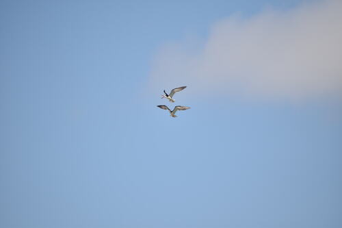 iNaturalist observation photo of Black Skimmer