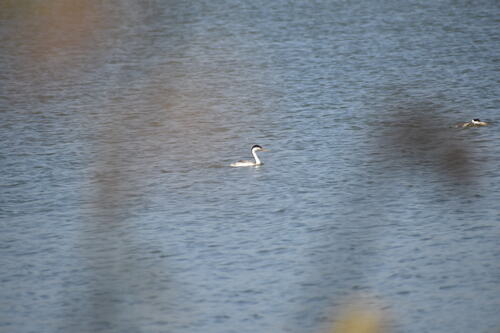 iNaturalist observation photo of Clark's Grebe