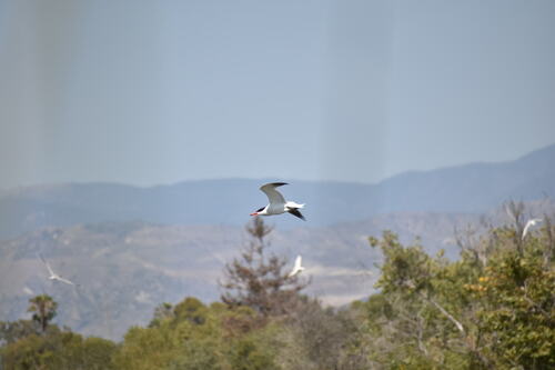 iNaturalist observation photo of Caspian Tern