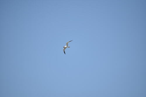 iNaturalist observation photo of Caspian Tern