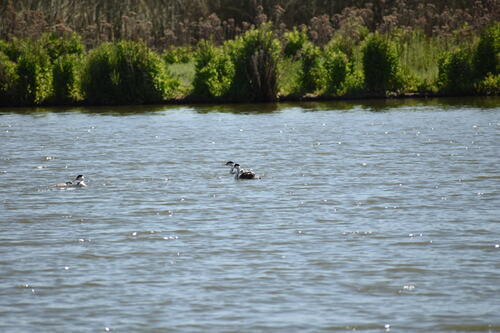 iNaturalist observation photo of Clark's Grebe