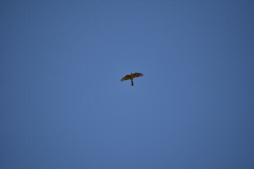 iNaturalist observation photo of Cooper's Hawk