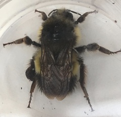 Bombus sitkensis