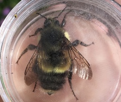 Bombus sitkensis