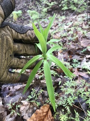 Lilium canadense