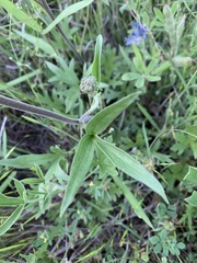 Delphinium carolinianum virescens