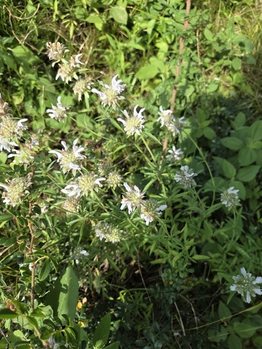 lemon beebalm