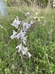 Delphinium carolinianum virescens
