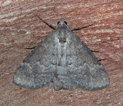 Chlenomorpha sciogramma