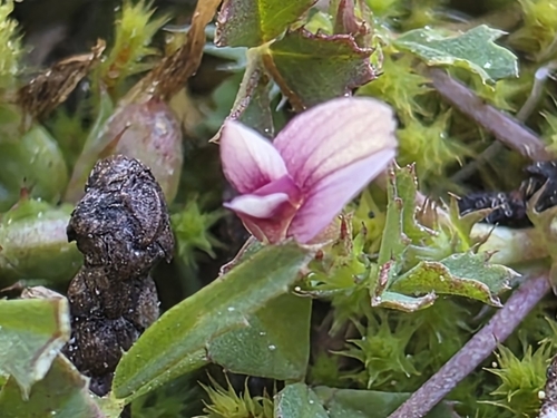 Trifolium variegatum observed 2026-06-23