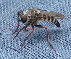 Brachyrhopalinae