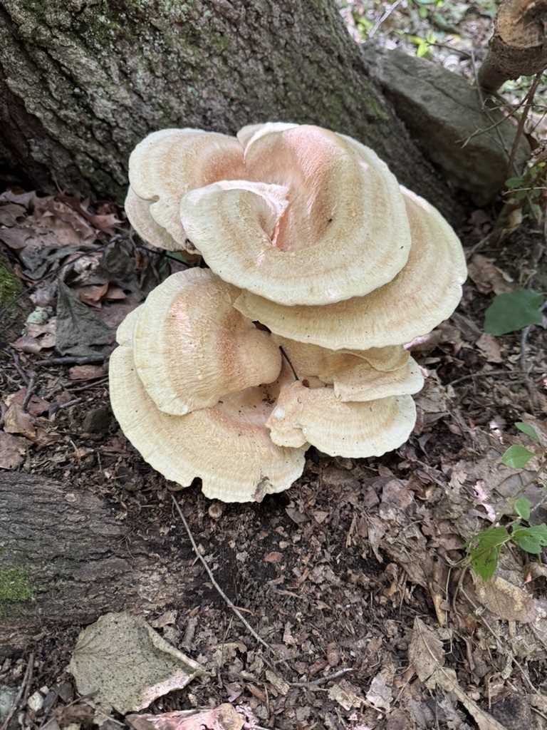 Berkeley's Polypore · June 2026 · photo: Photo: (c) Fluff Berger, some rights reserved (CC BY-SA) · iNaturalist