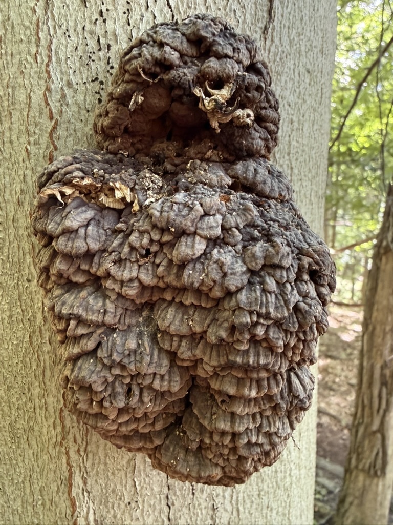 Sweet knot