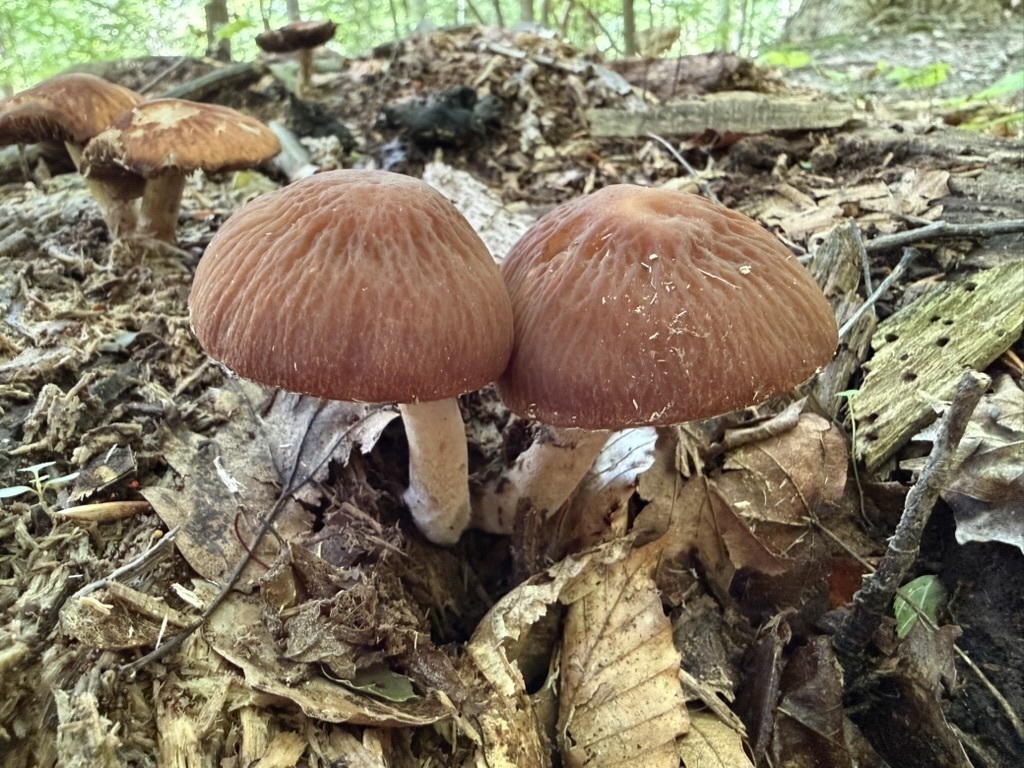 wrinkled psathyrella · June 2026 · photo: Photo: (c) Fluff Berger, some rights reserved (CC BY-SA) · iNaturalist