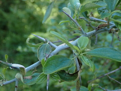 Ceanothus incanus, photograph author not stated, no rights reserved