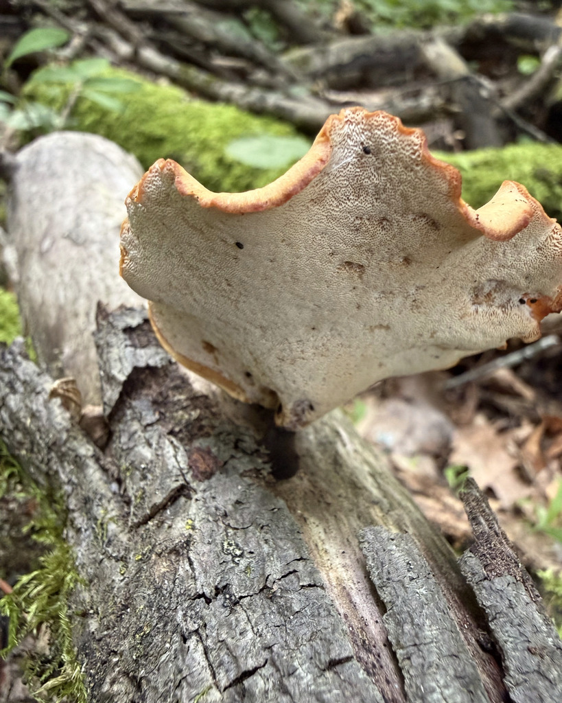 Blackfoot Polypore