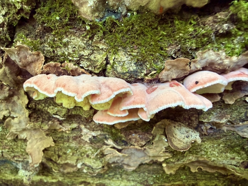 Coral-pink Merulius · June 2026 · photo: Photo: (c) Fluff Berger, some rights reserved (CC BY-SA) · iNaturalist