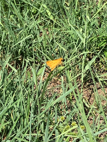 Fiery Skipper