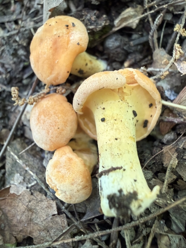 Cantharellus flavolateritius · June 2026 · photo: Photo: (c) Fluff Berger, some rights reserved (CC BY-SA) · iNaturalist