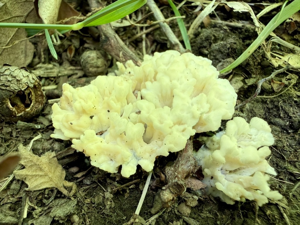 jellied false coral fungus · June 2026 · photo: Photo: (c) Fluff Berger, some rights reserved (CC BY-SA) · iNaturalist