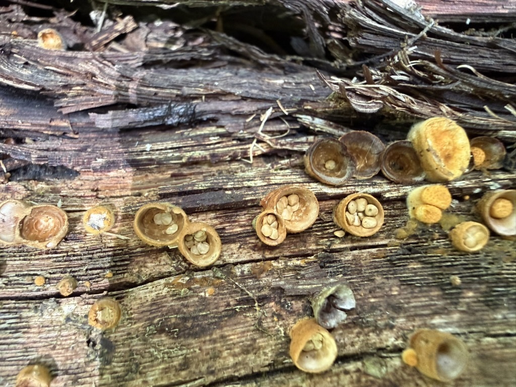 common bird's nest fungus · June 2026 · photo: Photo: (c) Fluff Berger, some rights reserved (CC BY-SA) · iNaturalist