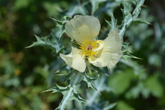 Argemone ochroleuca