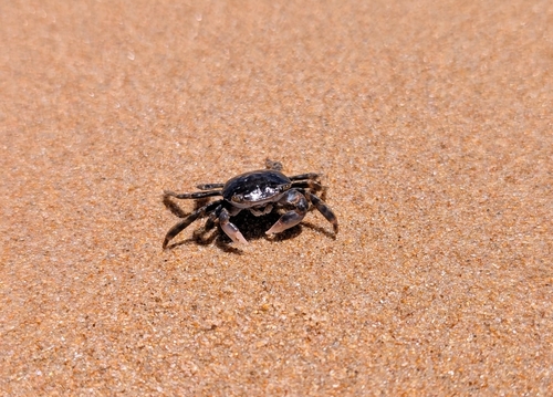 Gulfweed Crab