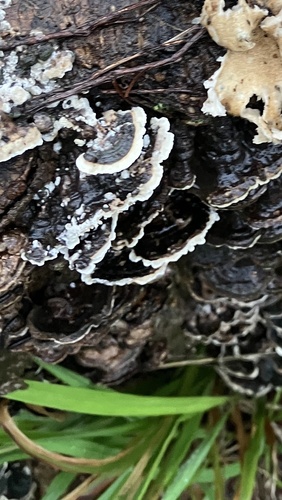 turkey-tail