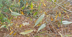 Salix acmophylla