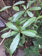 Ternstroemia