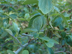 Ceanothus incanus, photograph author not stated, no rights reserved