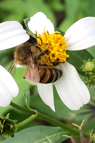 Western Honey Bee