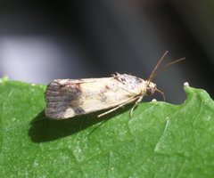 Acontia detrita