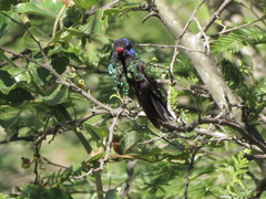 Chrysuronia grayi