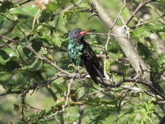 Chrysuronia grayi