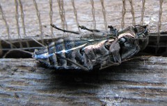 Chrysobothris acutipennis