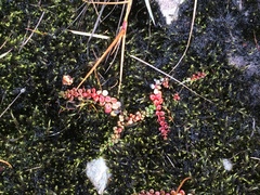 Epilobium brunnescens