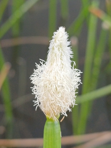 Eleocharis elegans, 2026-06-25